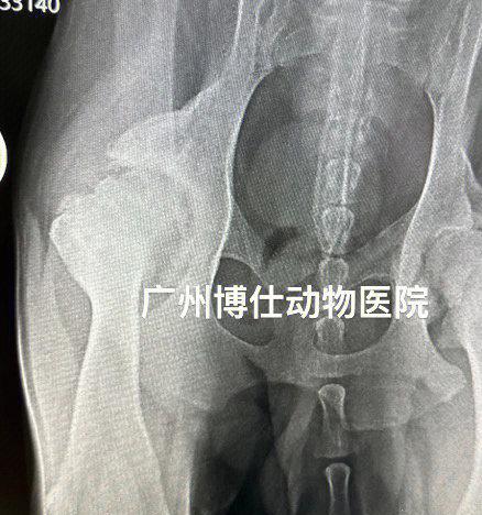 狗狗髋关节增生及预防措施（宠物健康）