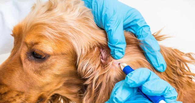 如何判断宠物狗是否患有咳嗽（以狗咳嗽怎么诊断为主题）