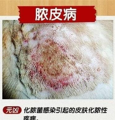 解析狗丘疹治疗方法（以药物治疗为主）