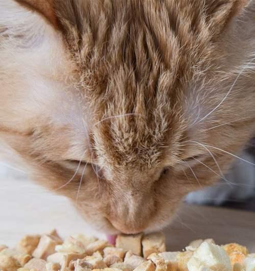 鸡肝是猫咪的美食吗（探究猫咪是否适合食用鸡肝）