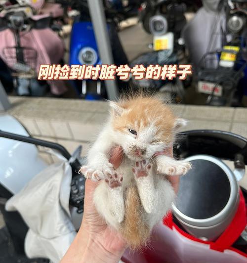 捡到小猫咪，我的宠物之路（从无人问津到温暖的家庭）