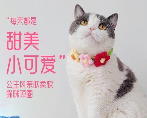 用可爱的猫咪名字为你的宠物取名（15个创意猫咪名字和如何为你的猫咪取名）