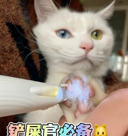 猫咪的舔毛习惯（探究猫咪舔毛的原因及其健康影响）