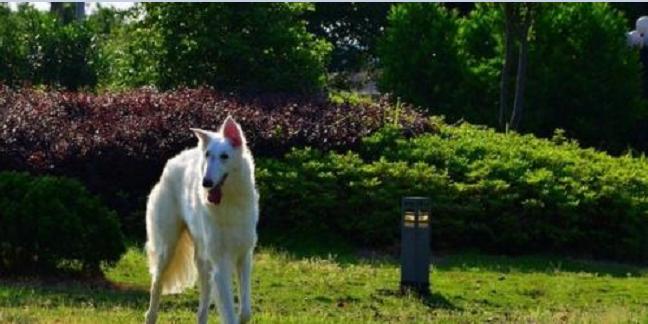 猎狼犬时速能达到多少（探究猎狼犬的奇妙能力及训练技巧）