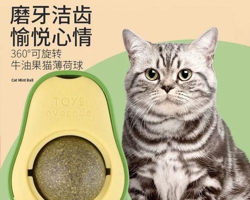 如何帮助六月大猫咪正确磨牙（宠物主人必知的关于猫咪磨牙的常识）