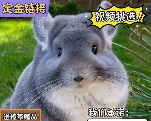 龙猫宝宝的奶粉选择（以龙猫喝什么奶粉为主题的探究）