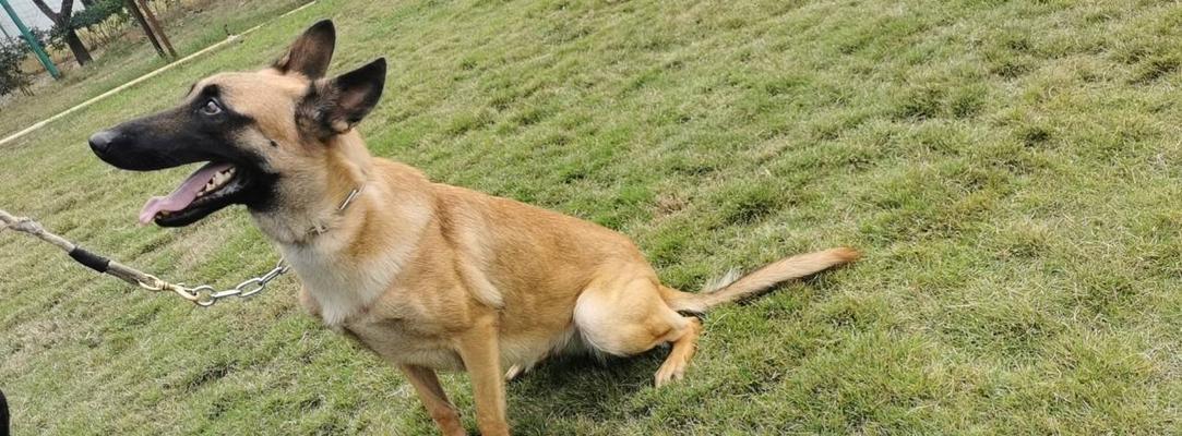 以马犬训练喂养指南（宠物犬如何保持健康成长）