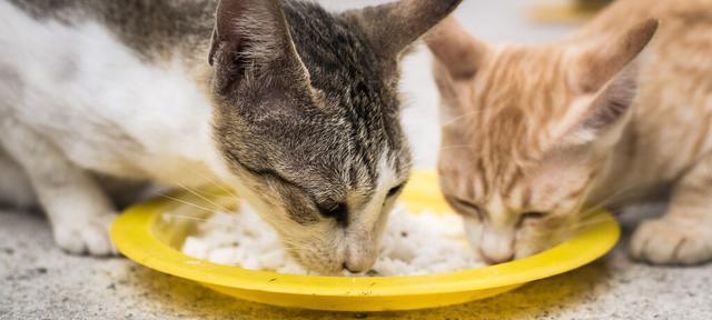 满月小猫不吃饭，如何调理宠物饮食（关注宠物饮食）