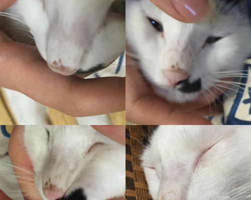 揭秘猫鼻子上的奥秘（探究猫鼻子上的神奇功能及保养方法）