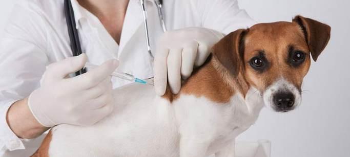为宠物猫打疫苗的必要性（保护宠物健康）