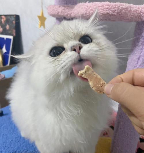 宠物猫的饮食指南（养猫人必看的营养知识）