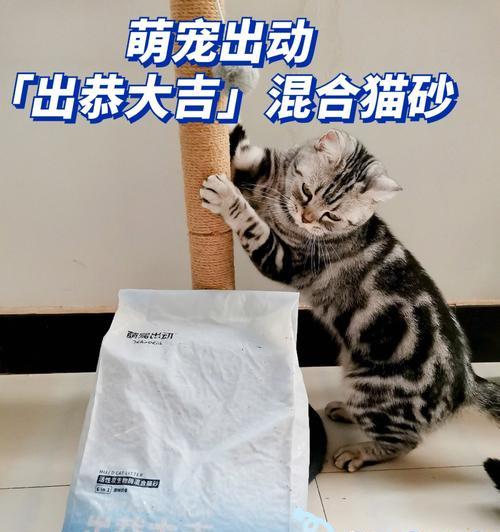 探究猫砂的由来及制作方法（以宠物为主的猫砂）