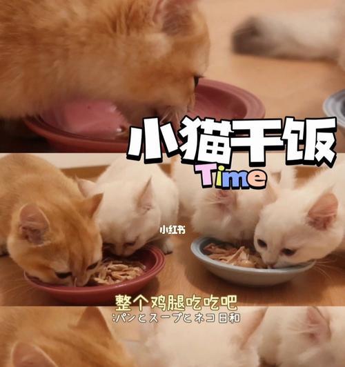 猫咪误食线团，饲主应该怎么办（宠物饲养必读）