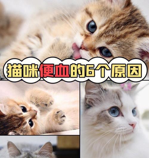 猫咪便血不拉稀，该如何应对（宠物健康必读）