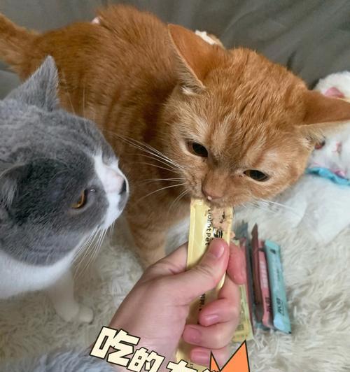 揭秘猫咪不吃营养高的真相（探究猫咪挑食的原因和解决方法）