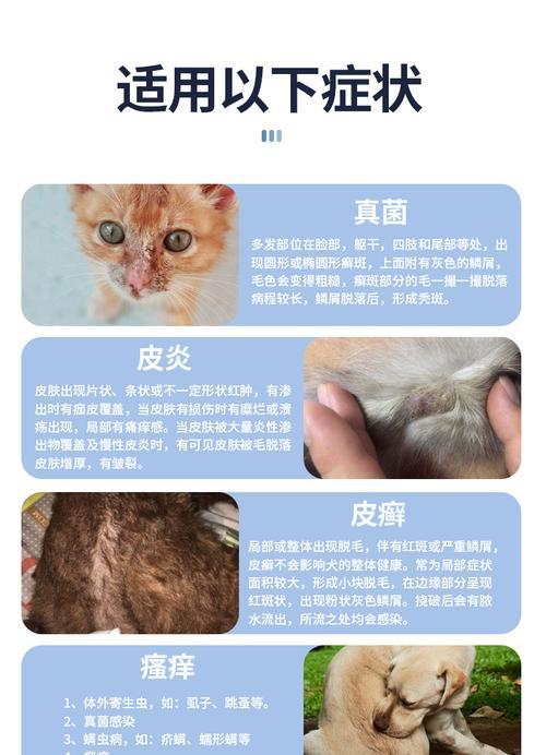 宠物猫咪的常见皮肤病——预防与治疗（从疾病类型到治疗方案）