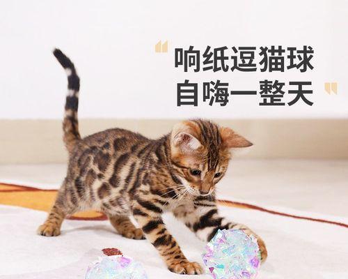 猫咪惩罚打哪里（以宠物为主）