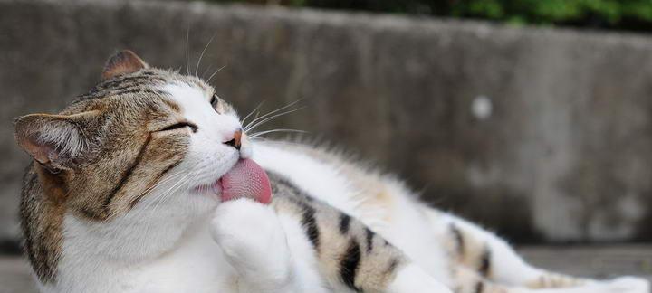 猫咪暴食引发的健康问题（以宠物猫的饮食习惯为例）