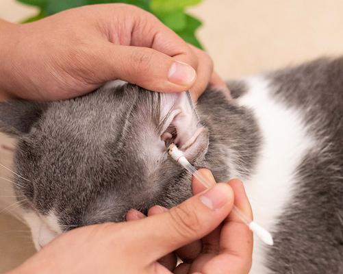 猫咪误食棉签（如何避免宠物误食异物）