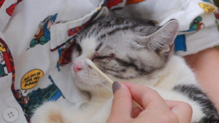 猫咪误食棉签（如何避免宠物误食异物）