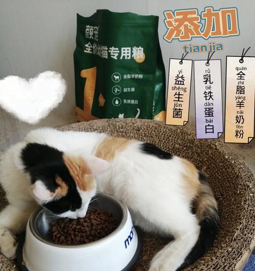 猫咪的饮食健康（从吃猫粮的阶段开始）