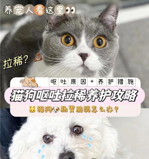 猫咪抽搐一直叫，可能发生了什么（宠物主人必读）