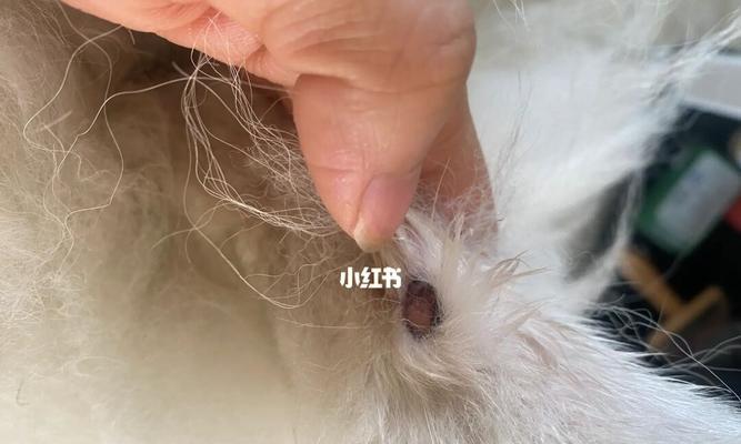 宠物猫咪脚掌烂了怎么办（保护宠物脚掌）