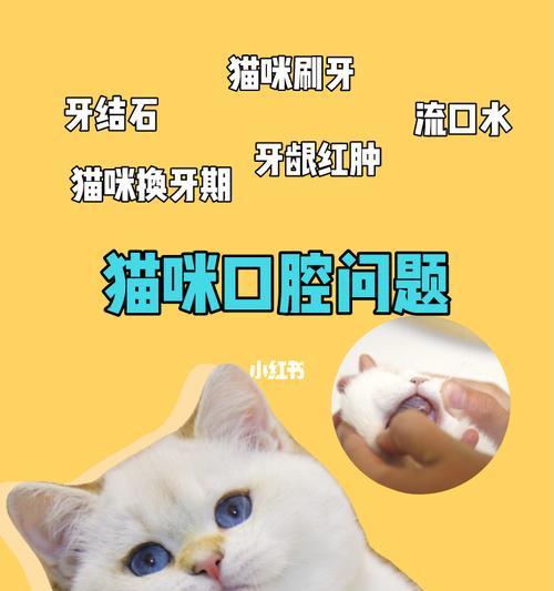 揭秘猫咪口腔结构（探索猫咪的牙齿和口腔健康）