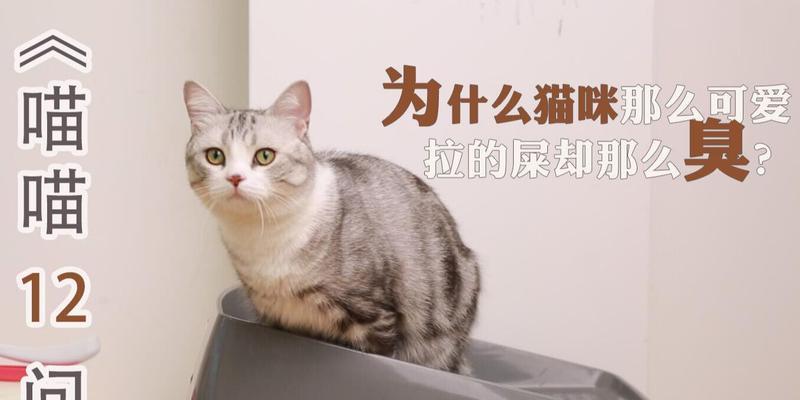 如何从猫咪的屎看出它的健康状况（掌握这些方法）