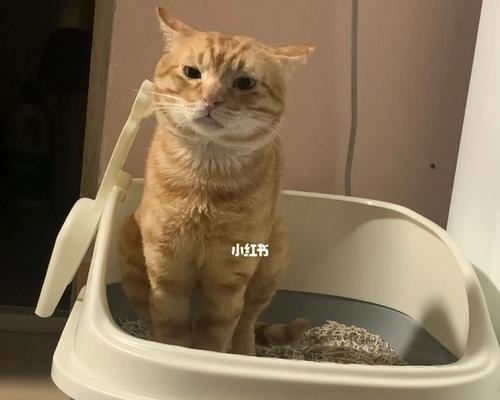 如何从猫咪的屎看出它的健康状况（掌握这些方法）