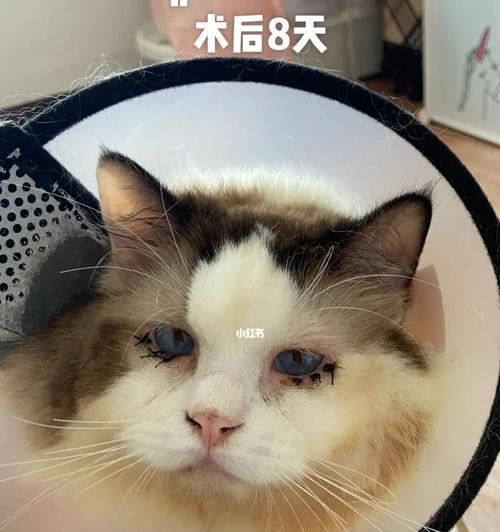 看见不一样的世界——探秘猫咪眼睛缺陷（用爱给眼睛增光彩）