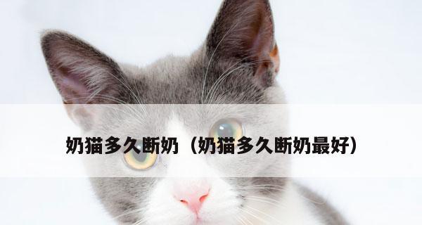 猫咪断奶后该如何喂养（营养均衡的喂养方式让猫咪健康成长）