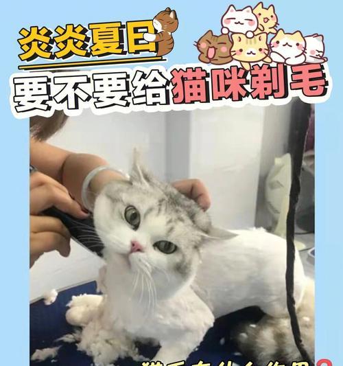 猫咪剃毛时间表（掌握适时剃毛）