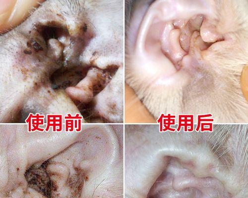 猫咪耳螨引起的掉毛问题及解决方法（探究耳螨症状、病因、治疗、预防等相关知识）