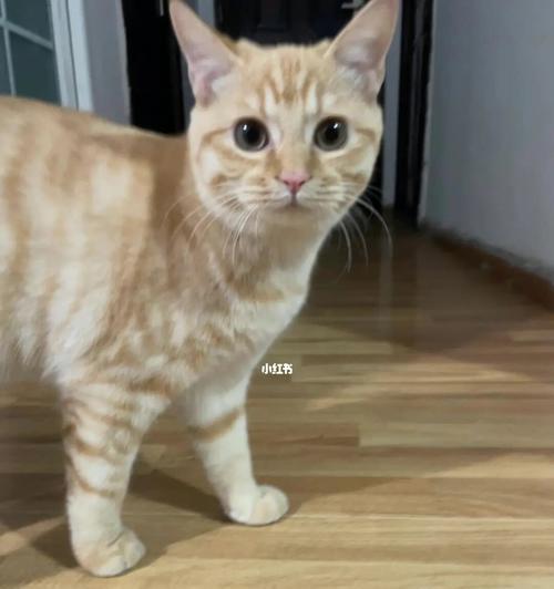 猫咪爱发腮，让它们吃点什么吧（解析猫咪发腮的原因和养护方法）