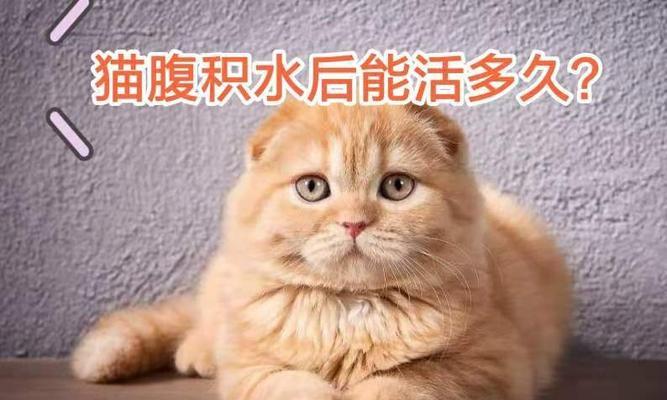 如何处理宠物猫咪腹水问题（掌握正确的治疗方法）