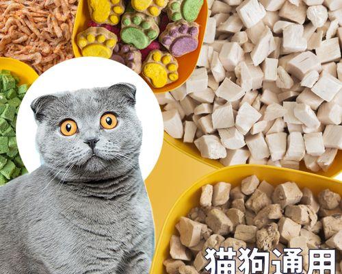 猫咪骨头积液该如何治疗（了解猫咪骨头积液的原因及治疗方法）