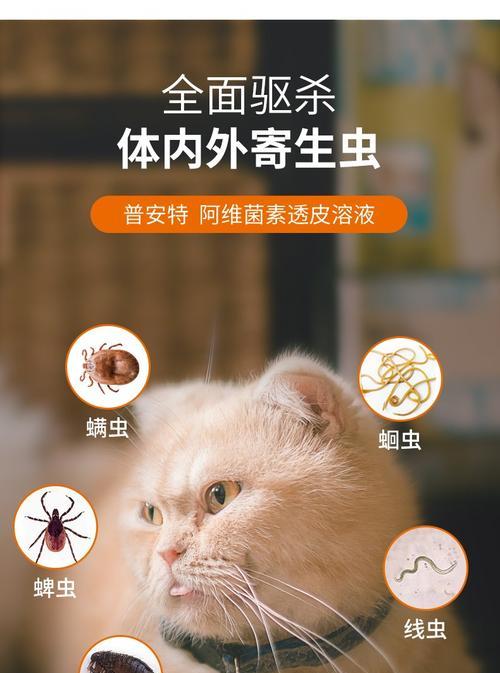 小猫身上的蛔虫能传染给人吗（探究猫咪蛔虫传染性及预防方法）