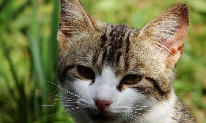 以宠物猫咪为主的弓形虫检查（如何保护你和你的宠物免受弓形虫感染）