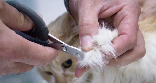 小心剪指甲，让猫咪更健康（图文并茂）