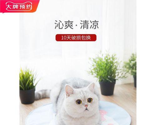 猫咪奖励指南（宠物训练必备）