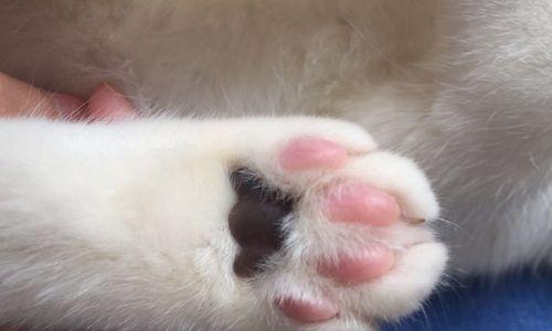 猫咪脚肉垫为什么会发黑（探究黑色脚垫的原因及如何保护猫咪的脚部健康）