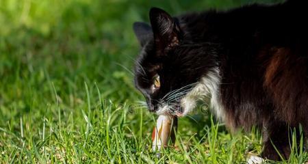 猫咪是否适合吃草（揭秘猫咪是否需要草的营养和功效）