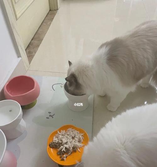 了解猫咪的饮食需求及猪肝的营养价值（了解猫咪的饮食需求及猪肝的营养价值）