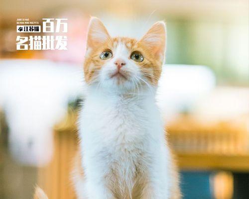 猫咪可以喝牛奶吗（探究宠物猫咪是否适合饮用牛奶）