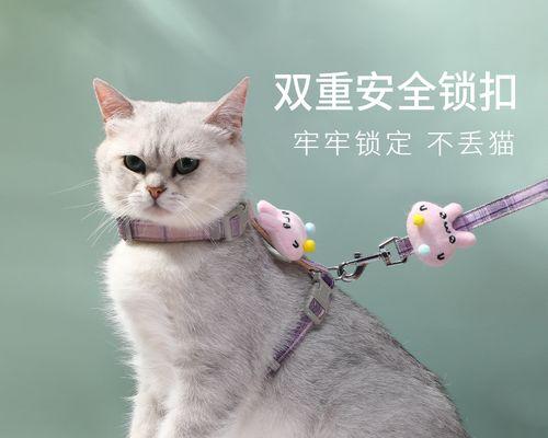 猫咪也可以坐客运（解决宠物出行难题）