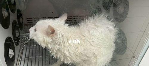 新生猫咪拉屎怎么办（初次养猫的宠物主人必看）