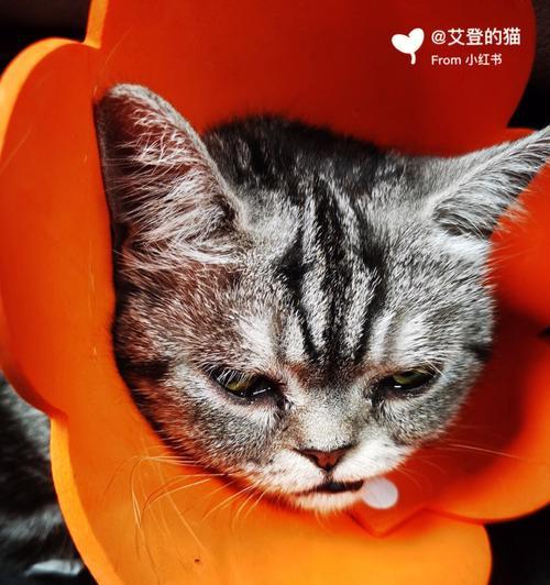 猫咪流泪该怎么办（宠物照顾的必备技能——解决猫咪流泪问题）