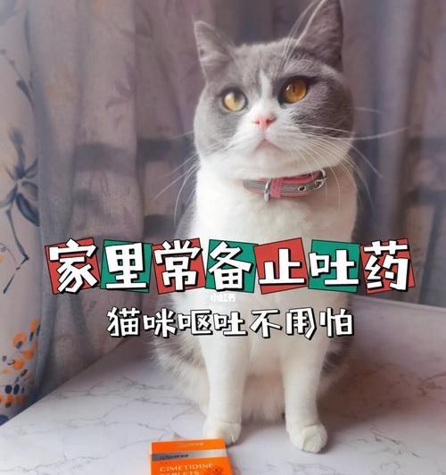 猫咪后呕吐的处理方法（以宠物为主的后护理指南）