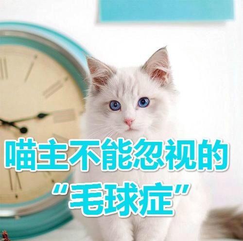 猫咪毛球症（宠物猫毛球积聚导致呕吐、消化问题等）